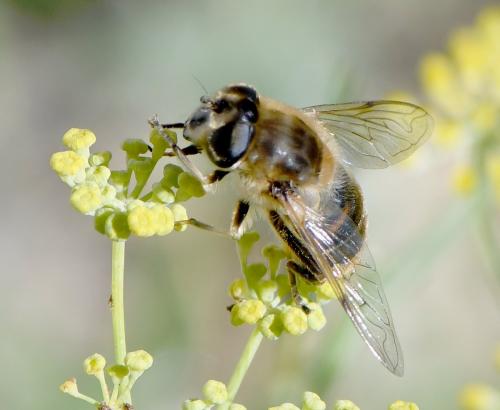 Réf. 240 846 : Eristalis tenax